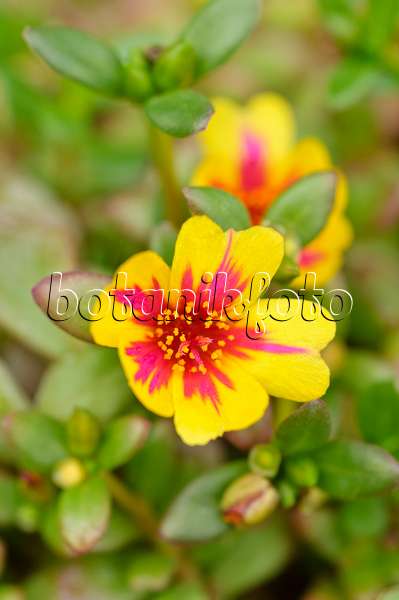 474207 - Moss-rose purslane (Portulaca grandiflora)