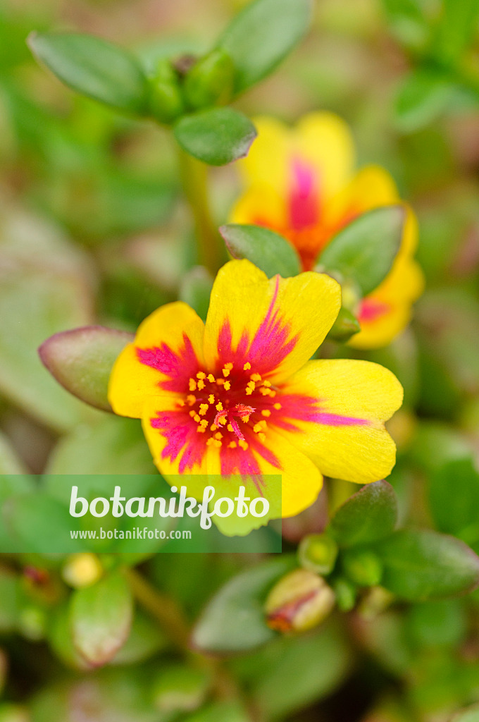 474207 - Moss-rose purslane (Portulaca grandiflora)