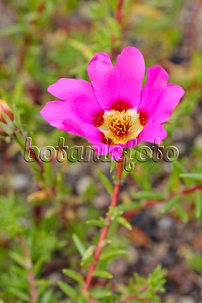 475228 - Moss-rose purslane (Portulaca grandiflora)