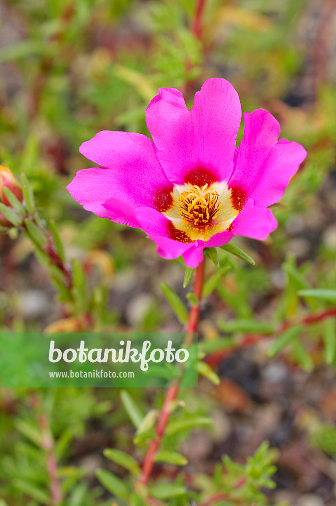 475228 - Moss-rose purslane (Portulaca grandiflora)