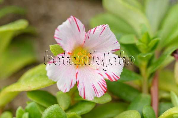 473213 - Moss-rose purslane (Portulaca grandiflora 'Candy Stripe')