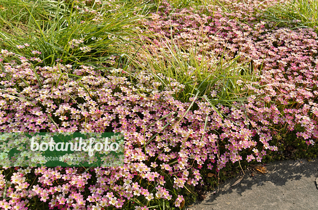 496085 - Mossy saxifrage (Saxifraga x arendsii)