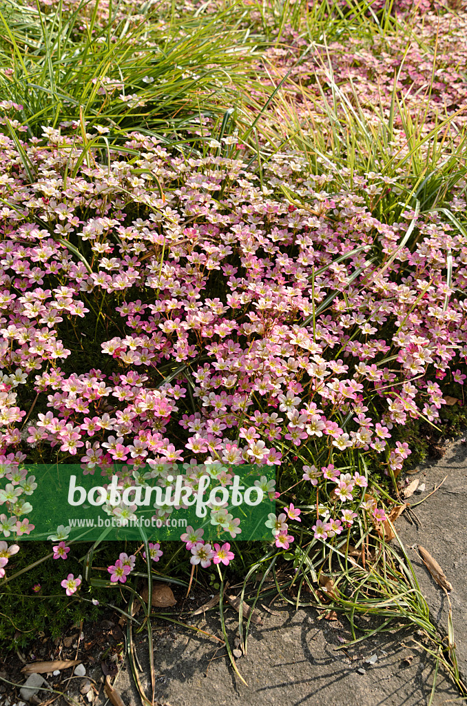 496086 - Mossy saxifrage (Saxifraga x arendsii)