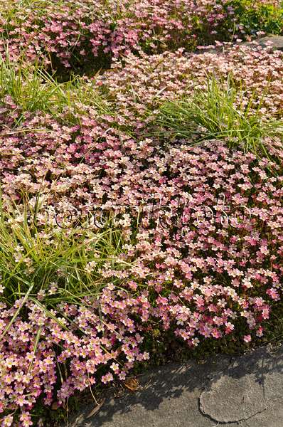 496087 - Mossy saxifrage (Saxifraga x arendsii)