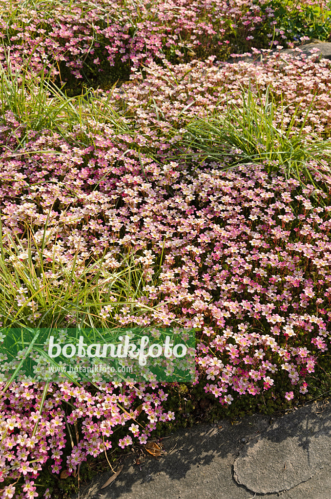 496087 - Mossy saxifrage (Saxifraga x arendsii)