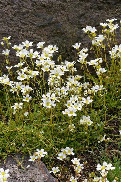 472119 - Mossy saxifrage (Saxifraga hypnoides)