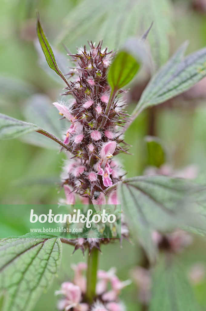 473174 - Motherwort (Leonurus cardiaca)