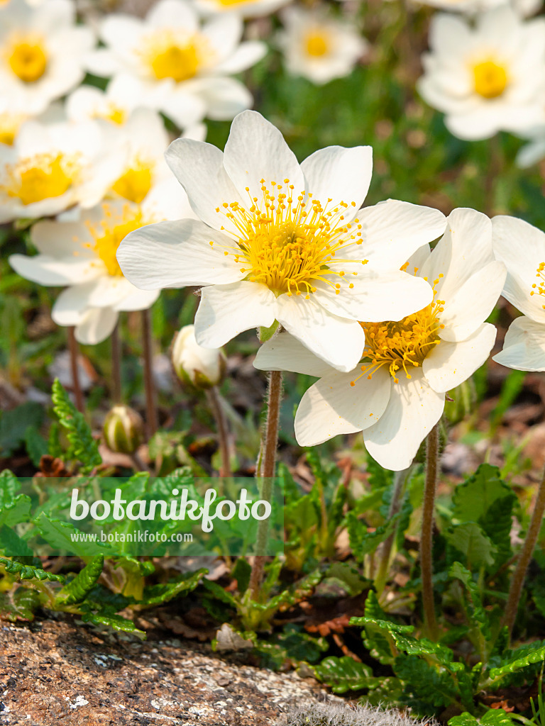 437181 - Mountain avens (Dryas octopetala)