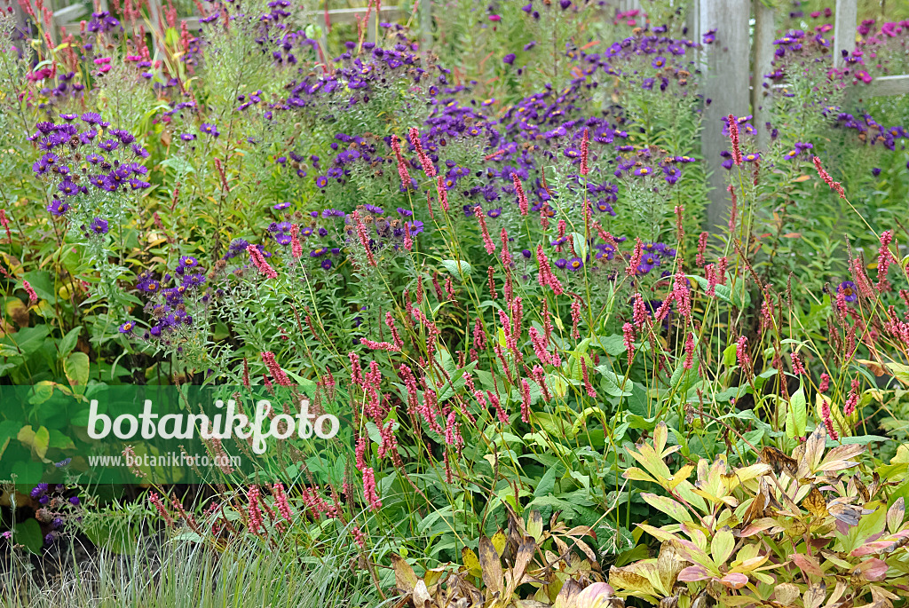 490104 - Mountain fleece (Bistorta amplexicaulis 'Atropurpureum' syn. Polygonum amplexicaule 'Atropurpureum') and asters (Aster)