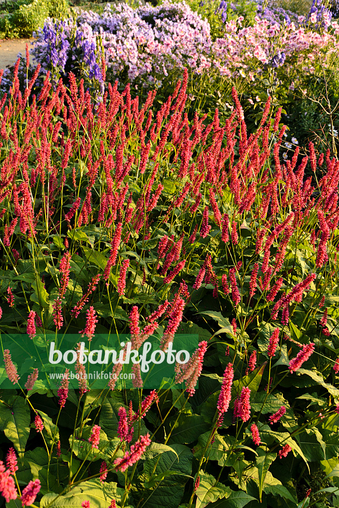 489061 - Mountain fleece (Bistorta amplexicaulis 'Firetail' syn. Polygonum amplexicaule 'Firetail')