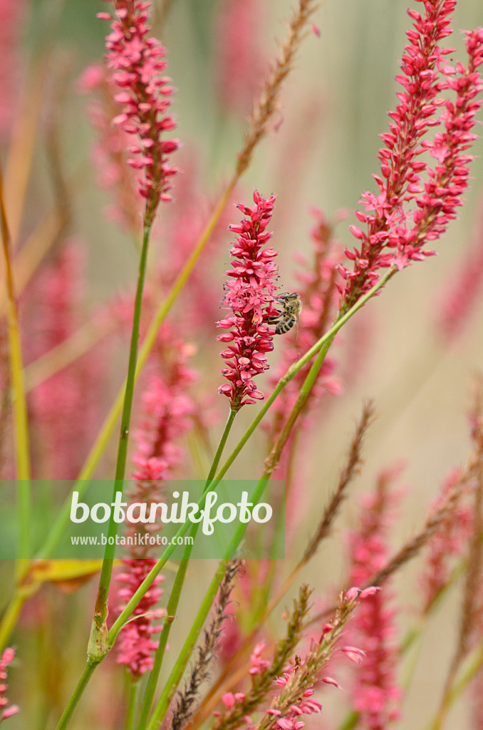 501116 - Mountain fleece (Bistorta amplexicaulis 'Firetail' syn. Polygonum amplexicaule 'Firetail')