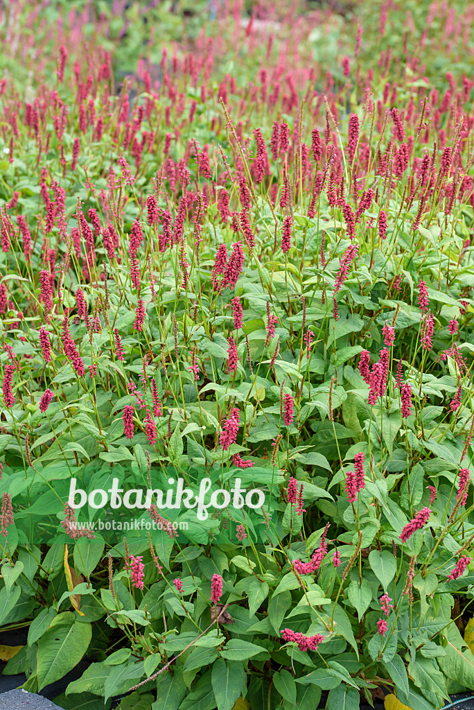 575181 - Mountain fleece (Bistorta amplexicaulis 'JS Caliente' syn. Polygonum amplexicaule 'JS Caliente')