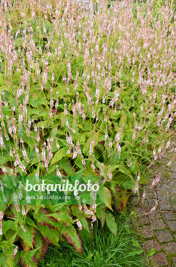 523095 - Mountain fleece (Bistorta amplexicaulis 'Rosea' syn. Polygonum amplexicaule 'Rosea')