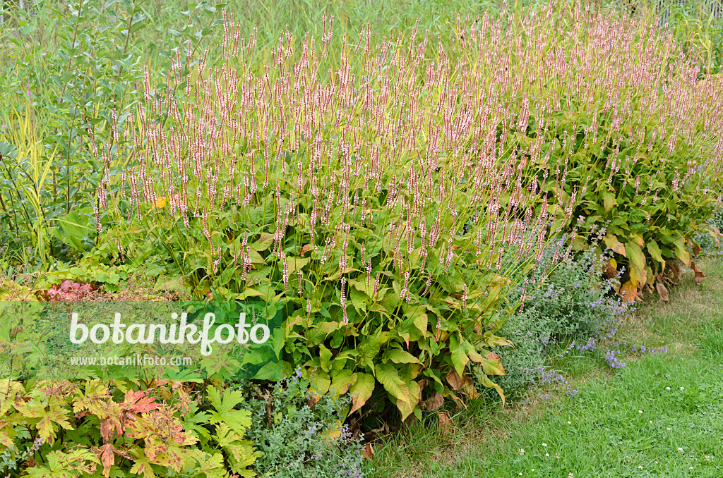 523096 - Mountain fleece (Bistorta amplexicaulis 'Rosea' syn. Polygonum amplexicaule 'Rosea')