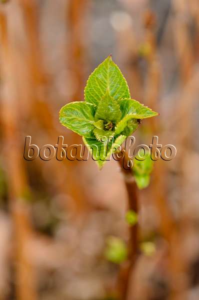 530027 - Mountain hydrangea (Hydrangea serrata)