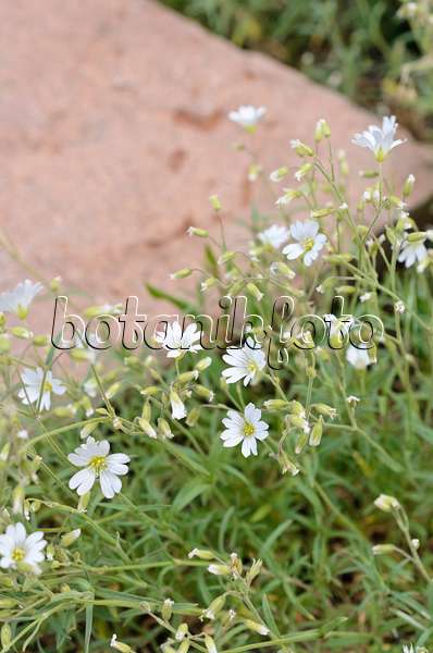 508257 - Mouse-ear chickweed (Cerastium strictum)