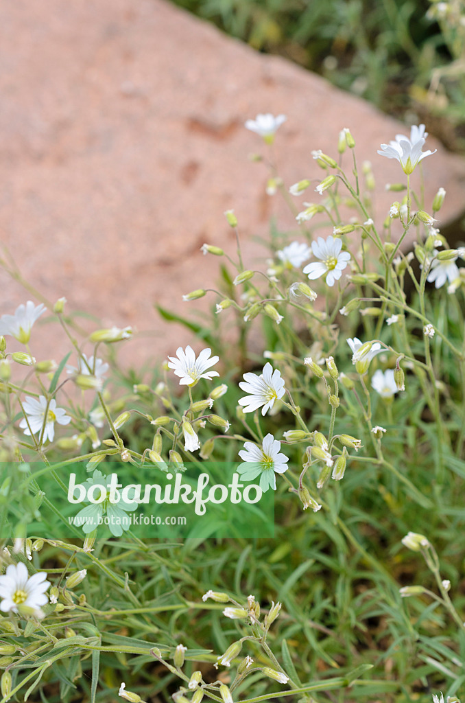 508257 - Mouse-ear chickweed (Cerastium strictum)