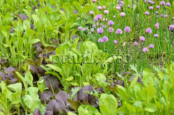 533348 - Moutarde brune (Brassica juncea) et ciboulette (Allium schoenoprasum)