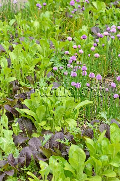 533349 - Moutarde brune (Brassica juncea) et ciboulette (Allium schoenoprasum)