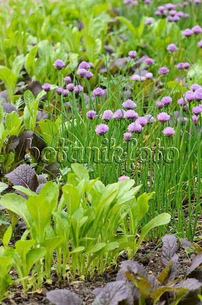 533350 - Moutarde brune (Brassica juncea) et ciboulette (Allium schoenoprasum)