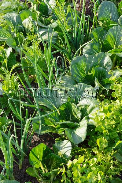 473219 - Moutarde brune (Brassica juncea), oignon (Allium cepa) et bok choy (Brassica rapa subsp. chinensis)