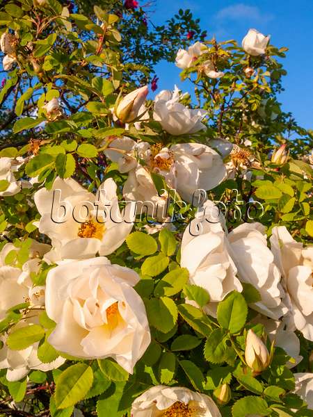 413043 - Moyesii rose (Rosa Nevada)
