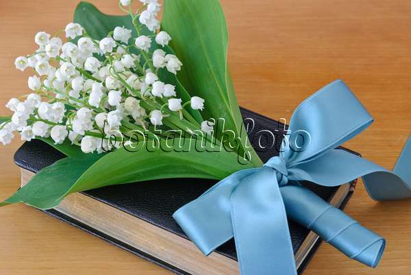481019 - Muguet de mai (Convallaria majalis) avec un nœud turquoise sur un livre de cantiques