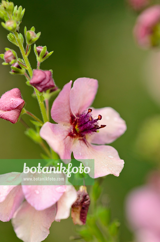 521448 - Mullein (Verbascum Southern Charm)