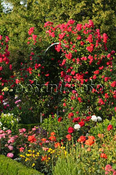 497229 - Multiflora rose (Rosa Paul's Scarlet Climber)