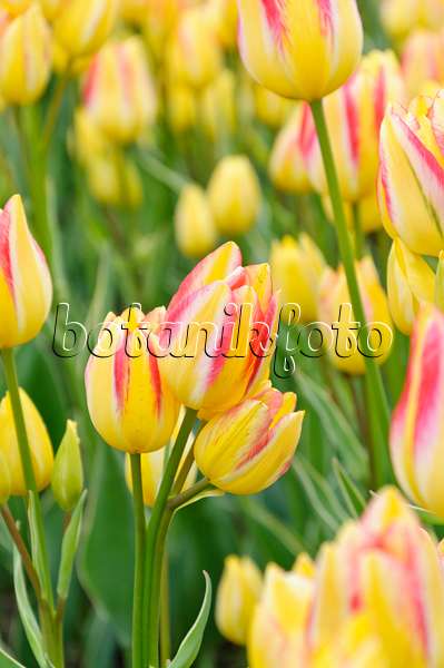 471309 - Multiflowering tulip (Tulipa Georgette)