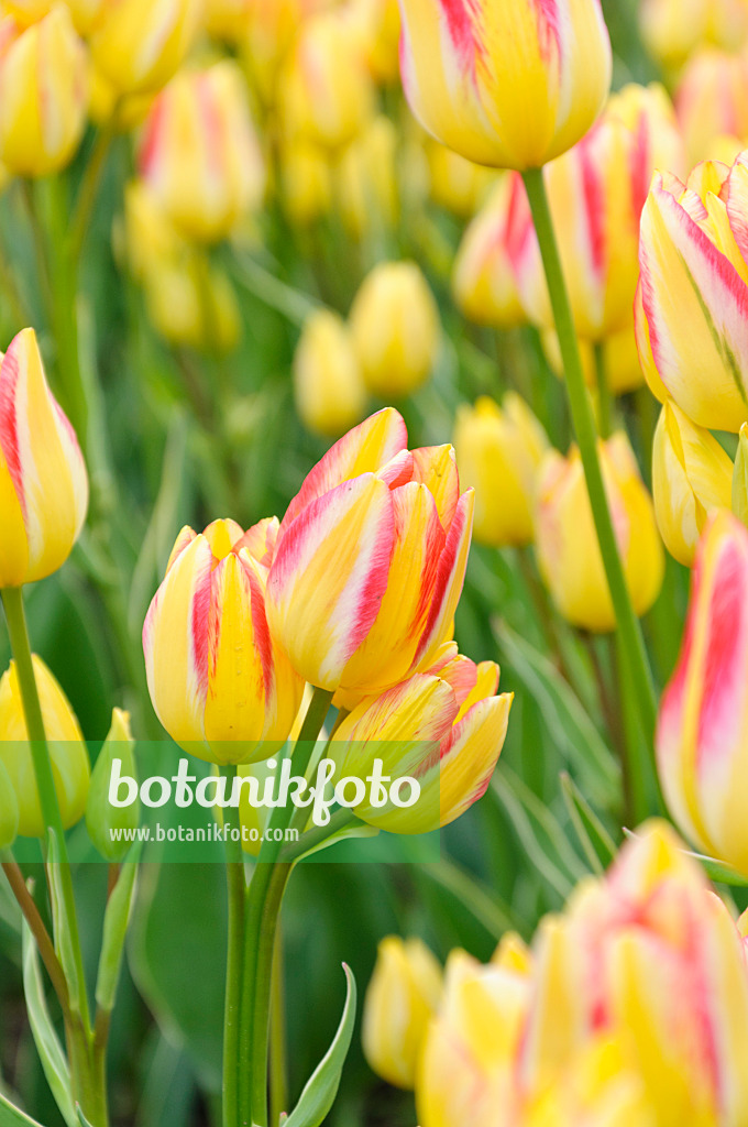 471309 - Multiflowering tulip (Tulipa Georgette)