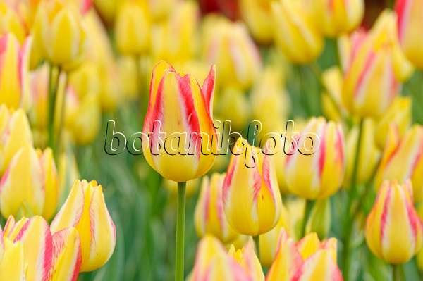 471310 - Multiflowering tulip (Tulipa Georgette)