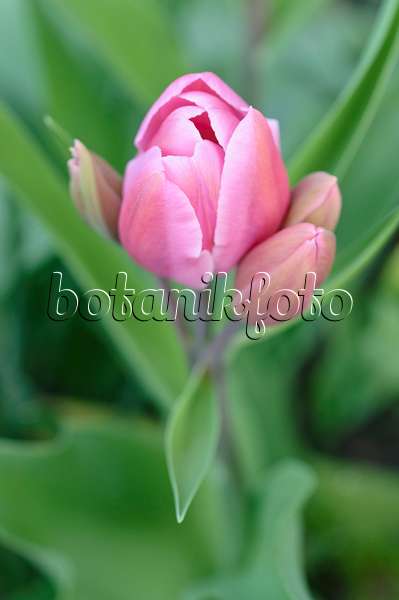 471267 - Multiflowering tulip (Tulipa Happy Family)