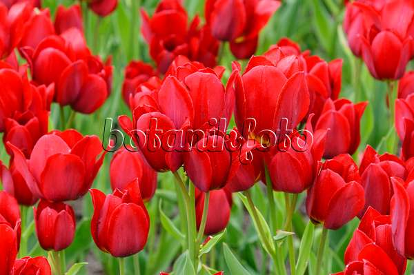 471311 - Multiflowering tulip (Tulipa Red Georgette)