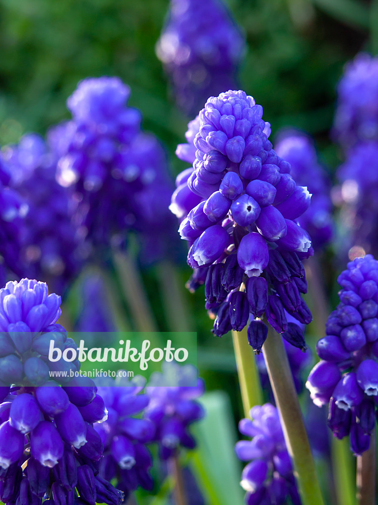 459027 - Muscari à grappe (Muscari neglectum)