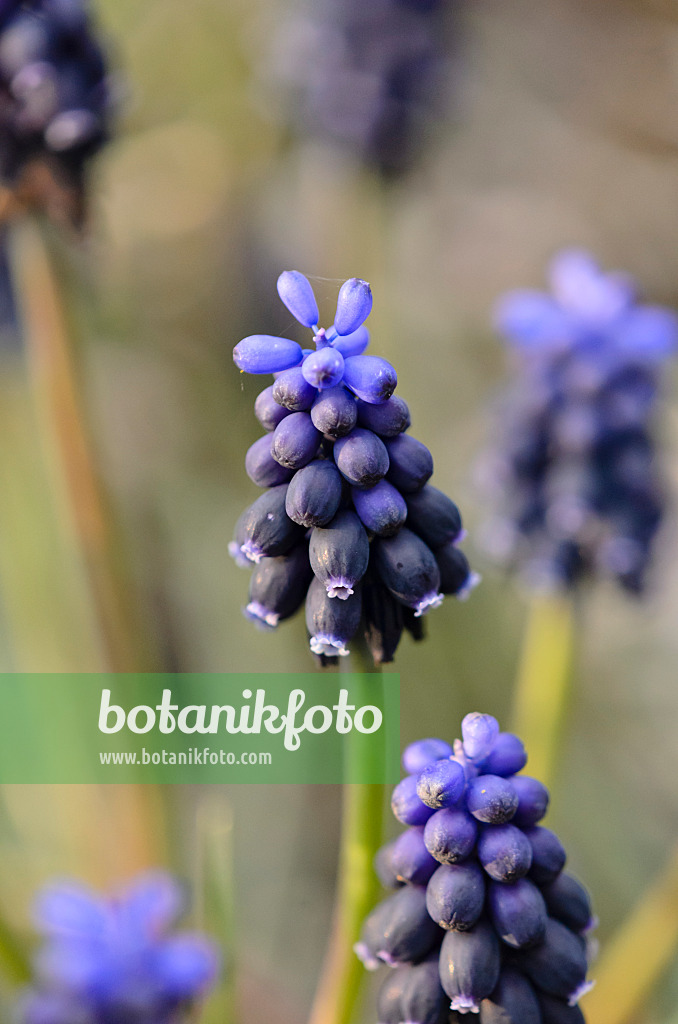 543009 - Muscari à grappe (Muscari neglectum)