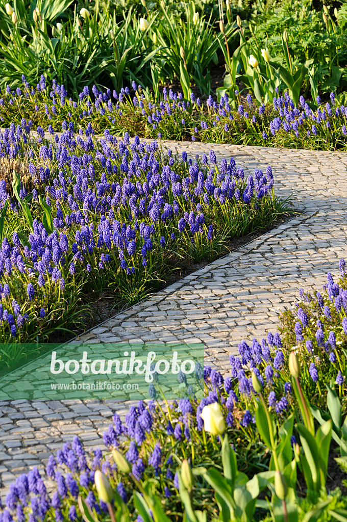 483308 - Muscari d'Arménie (Muscari armeniacum)