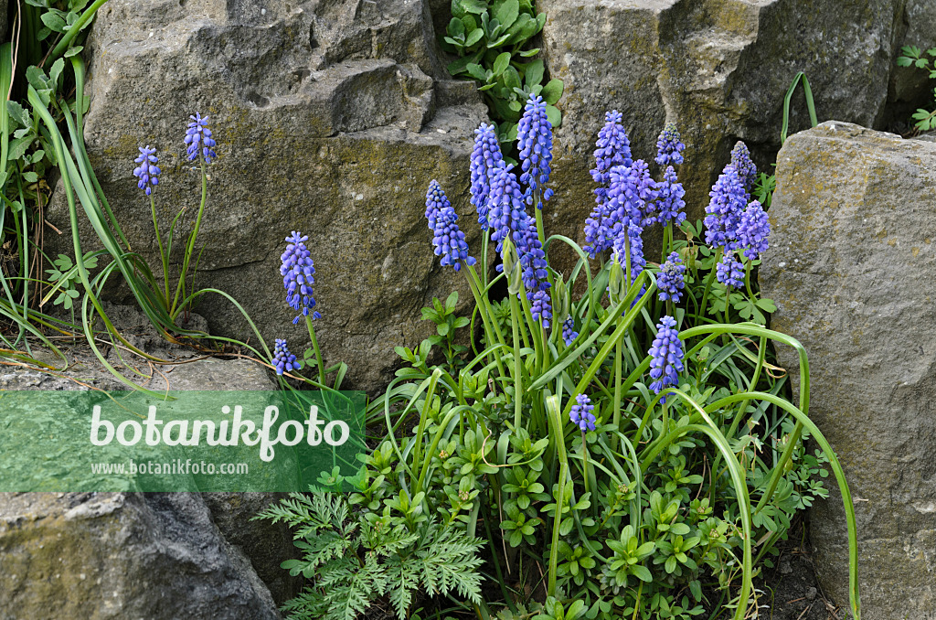 495171 - Muscari d'Arménie (Muscari armeniacum)