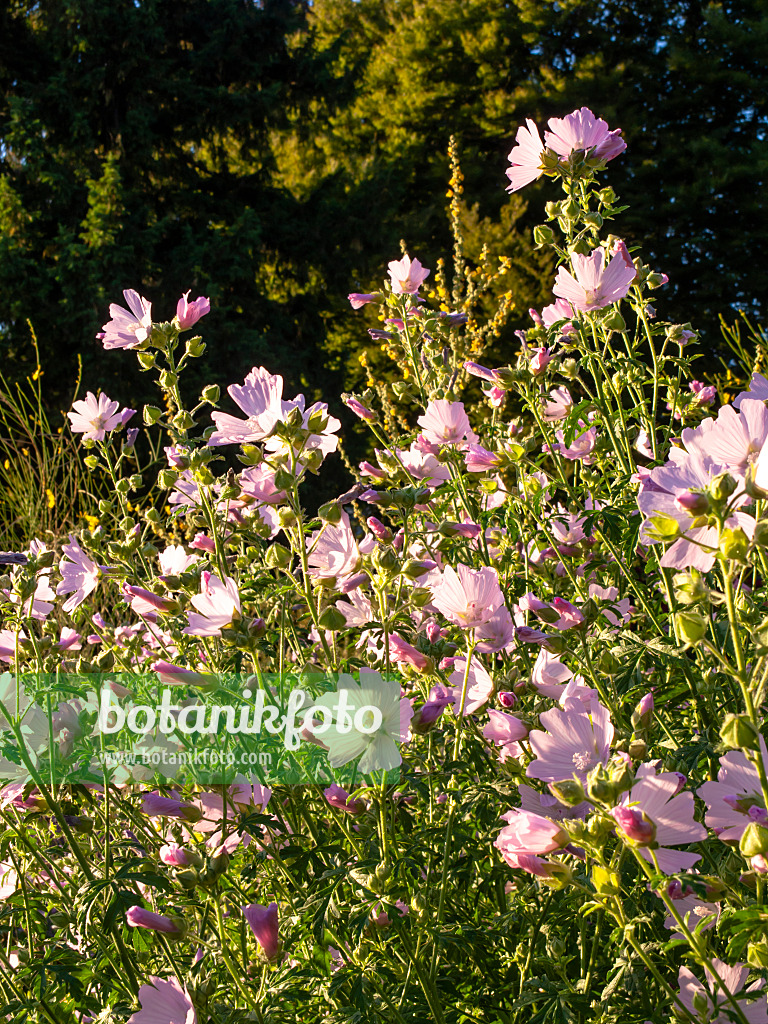 439091 - Musk mallow (Malva moschata)