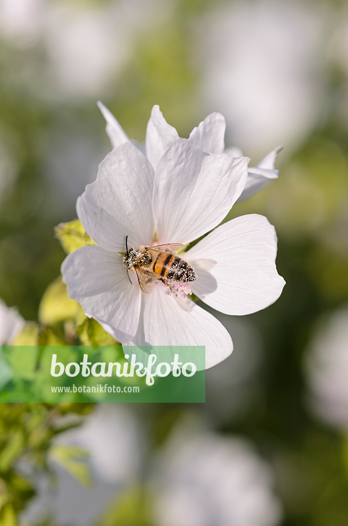 570057 - Musk mallow (Malva moschata 'Appleblossom') and bee (Apis)