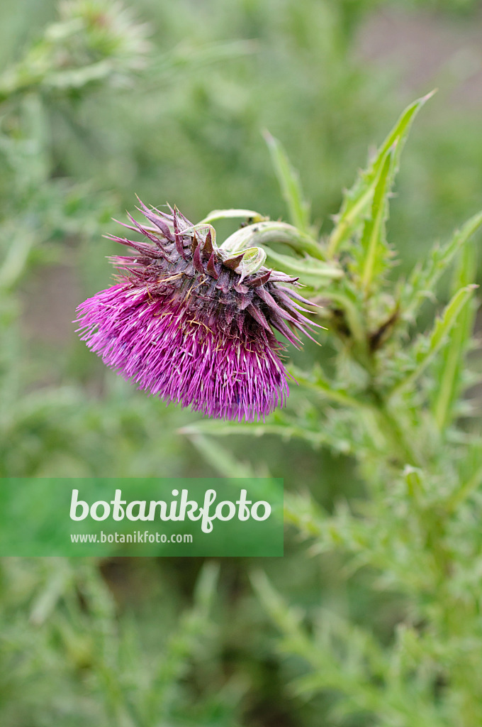 485097 - Musk thistle (Carduus nutans)