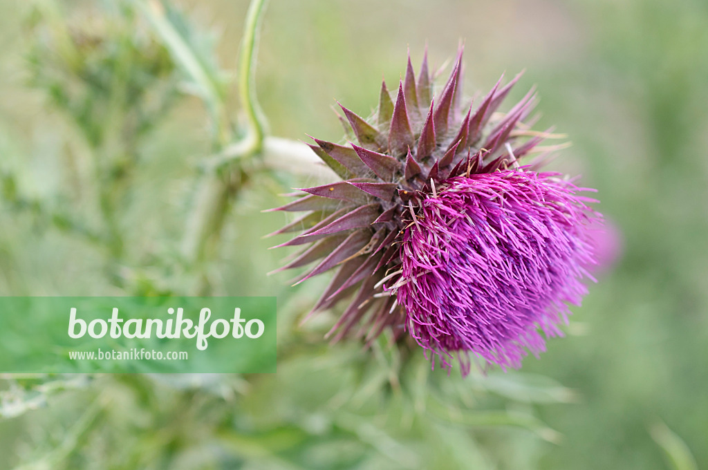 485098 - Musk thistle (Carduus nutans)