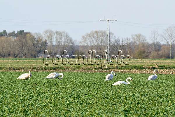 555001 - Mute swans (Cygnus olor) on a field, Brandenburg, Germany