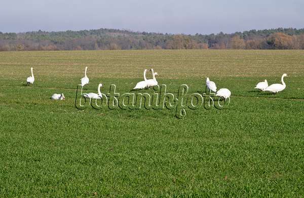 608012 - Mute swans (Cygnus olor) on a field, Brandenburg, Germany