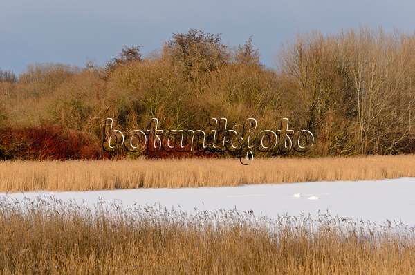 505018 - Mute swans (Cygnus olor) on a frozen lake, Karower Seen Nature Reserve, Berlin, Germany