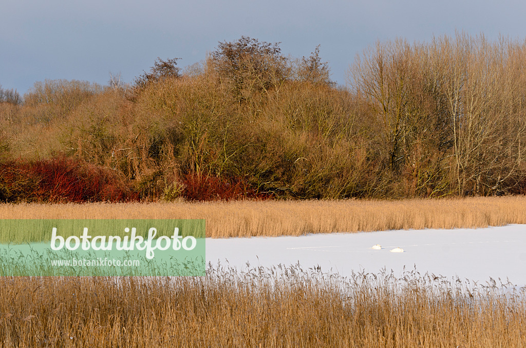 505018 - Mute swans (Cygnus olor) on a frozen lake, Karower Seen Nature Reserve, Berlin, Germany