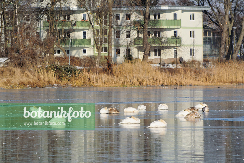 529005 - Mute swans (Cygnus olor) sleeping on a frozen channel