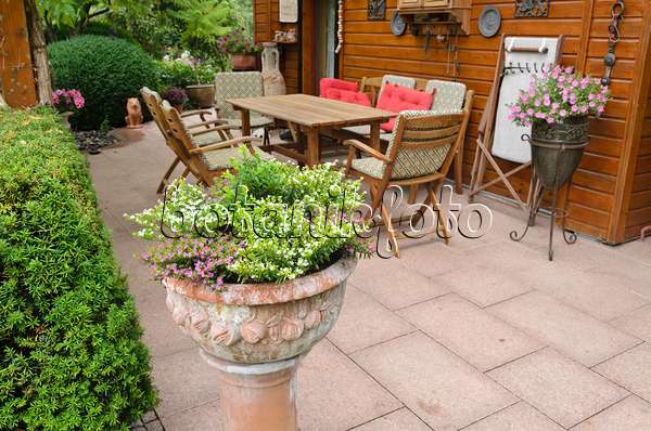 546051 - Myrte japonaise (Cuphea hyssopifolia) dans un bac à fleurs devant un salon de jardin