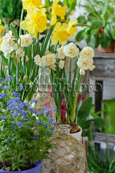 483263 - Narcisse à fleurs doubles (Narcissus Bridal Crown), narcisse jaune (Narcissus pseudonarcissus) et Myosotis