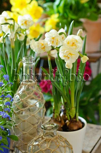 483264 - Narcisse à fleurs doubles (Narcissus Bridal Crown)